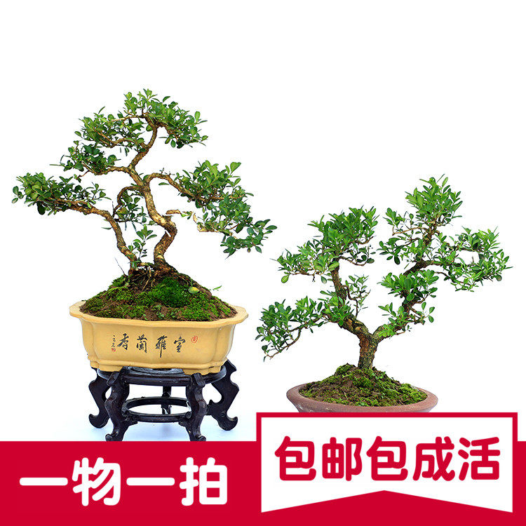 微型黃楊小盆景 日系微型盆景 掌上盆景造型盆景 瓜子黃楊苗包郵在類目 鮮花速遞/花卉仿真/綠植園藝, 花卉/綠植盆栽（新）, 綠植中 - 來自Buy2taobao.com提供專業的淘寶代購服務