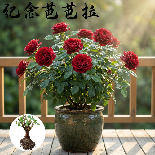 纪念芭芭拉 月季花苗 大花灌木勤花红色丰花戴尔巴德阳台庭院盆栽