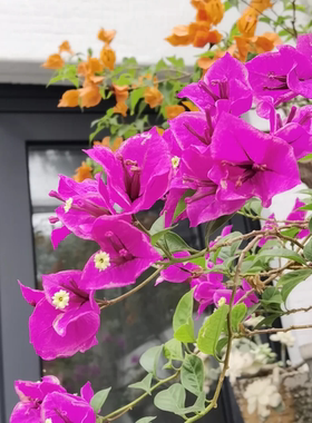 （ 六翼天使）三角梅小苗橙色不带花盆栽大苗重瓣室内阳台庭院苗