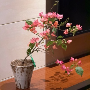 （阿朱娜）三角梅小苗橙色不带花盆栽大苗重瓣室内阳台庭院树苗