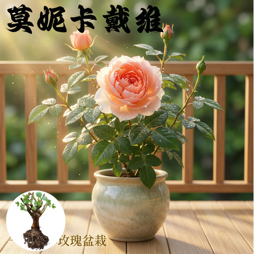 莫妮卡戴维 月季花苗大花灌木勤花浓香型美人尖 丰花阳台庭院盆栽