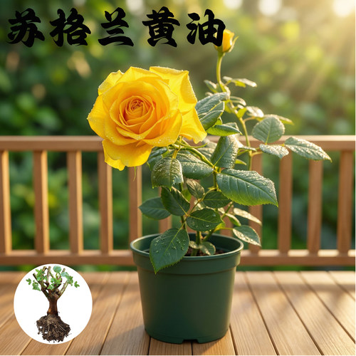 苏格兰黄油月季花苗大花切花盆栽多季灌木庭院阳台花卉植物