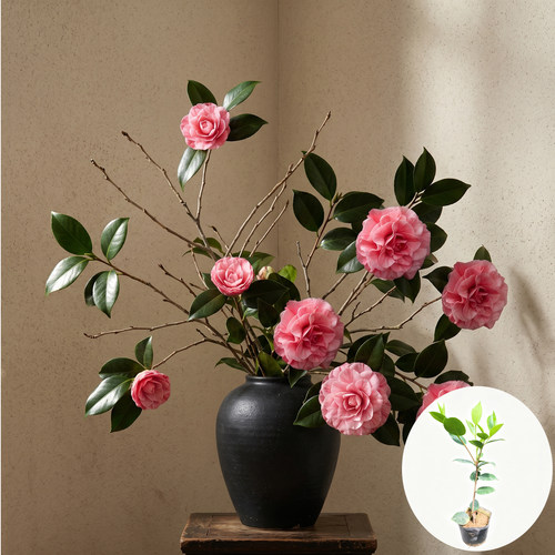 【粉霞】福建茶花苗重瓣多色勤花品种阳台庭院盆栽易活绿植花卉