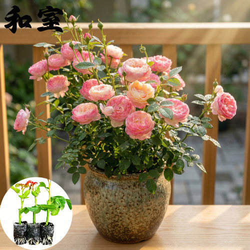 和室月季花苗小苗大花浓香品种月季苗阳台庭院绿植盆栽花园花卉