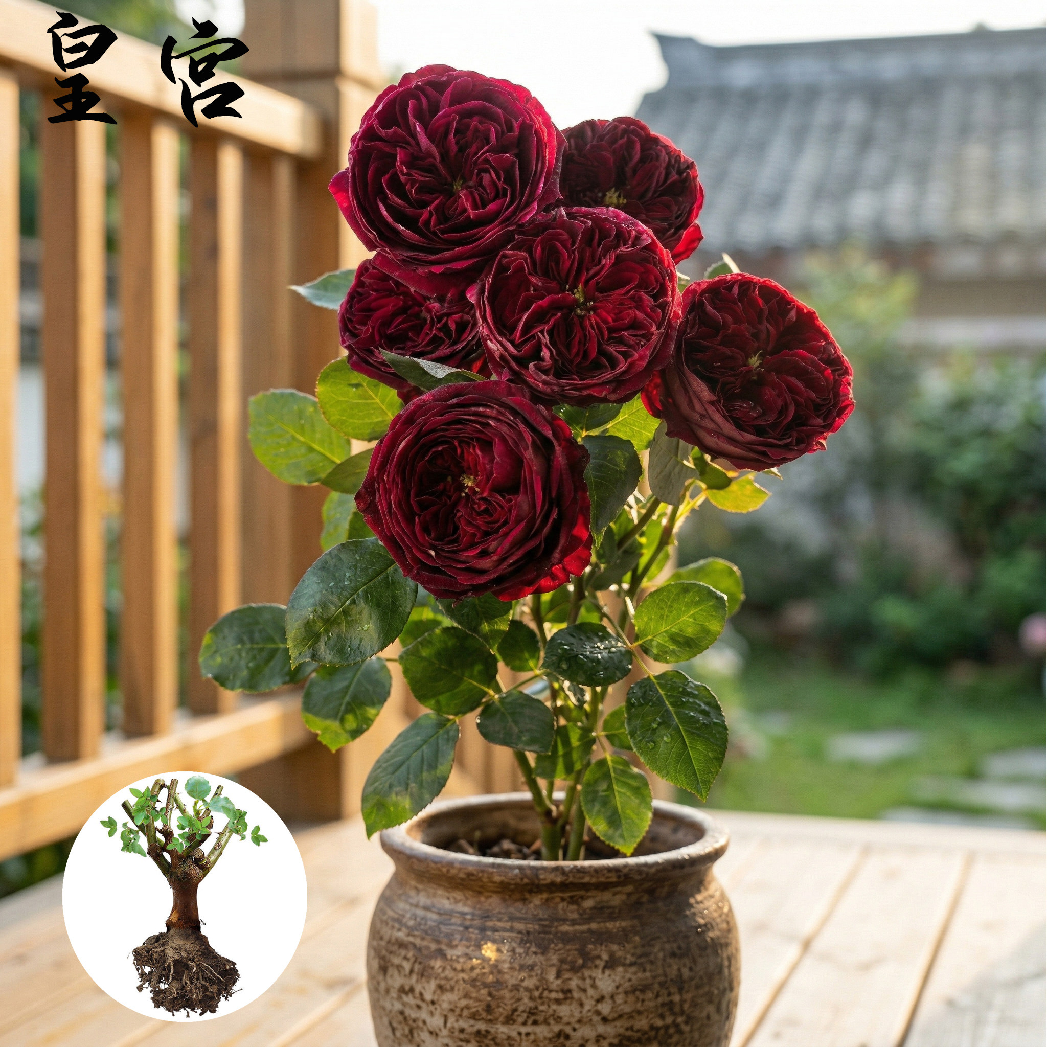 皇宫 大花浓香月季花苗紫黑包子型多季阳台花园玫瑰花苗盆栽花卉