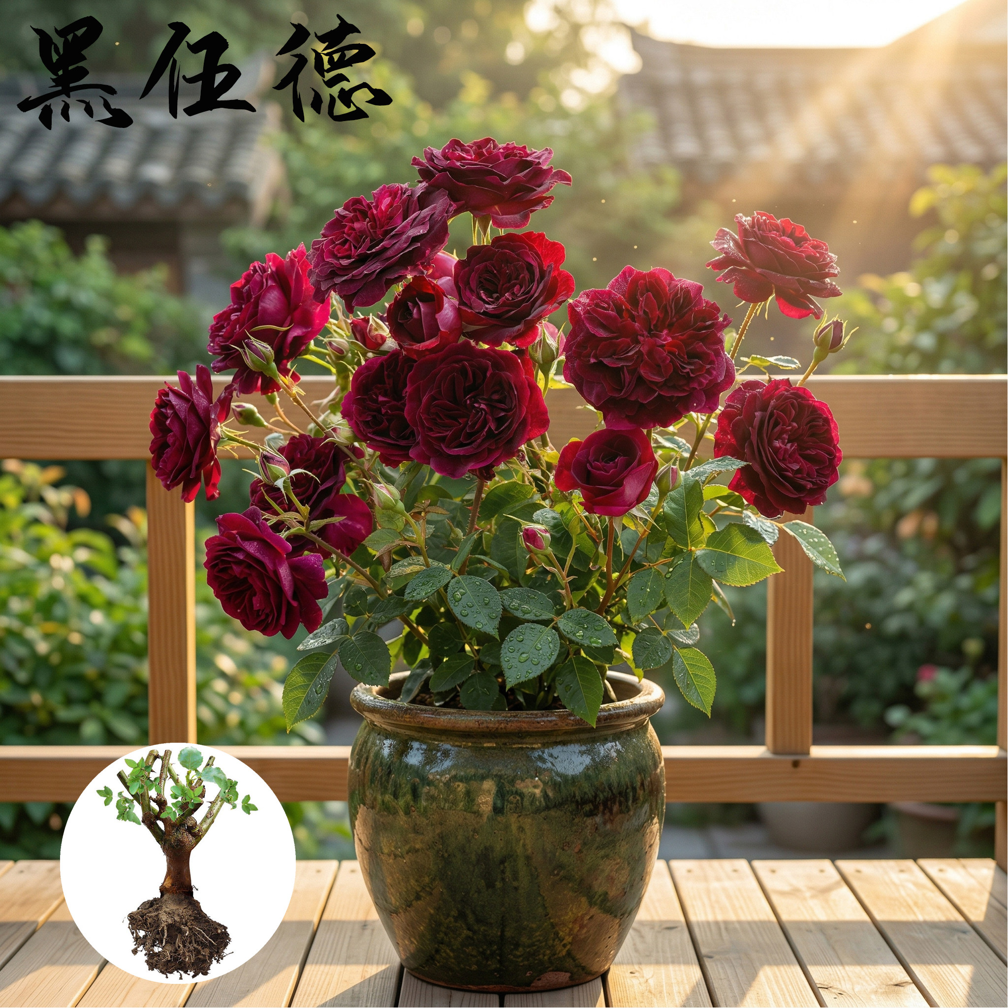 黑伍德 月季花苗 奥斯汀灌木勤花多头大花浓香月季庭院阳台盆栽