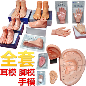 伟叶超清耳朵模型耳部模型手部手掌模型足部脚部模型穴位按摩推拿