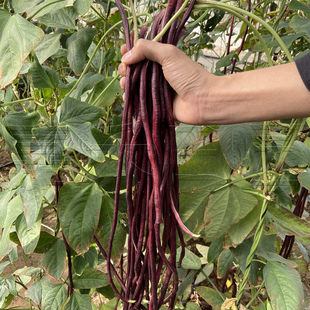 菜种 特长春秋红豇豆种子种籽早熟红色长豆角店阳台蔬菜孑子春季