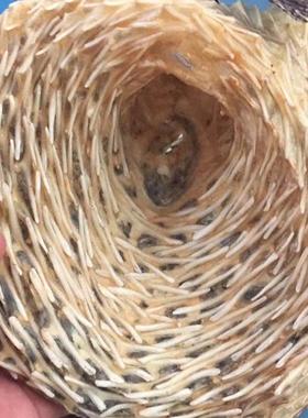 199元一斤包邮 阳江沙扒月亮湾渔船晒深海野生大号海刺猬 刺龟皮