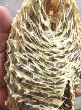 139元一斤包邮 阳江沙扒月亮湾渔船晒海特产野生中号刺龟皮海胆干