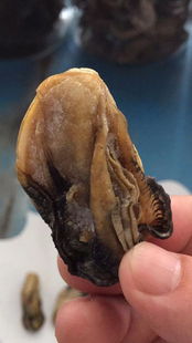 208元一斤包邮 阳江中号船晒海蛎子 蛎黄 蚵干海味 牡蛎干货 蚝豉