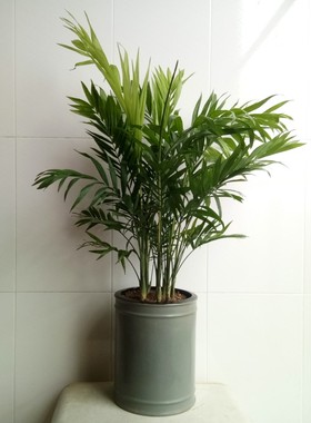 40元库存清仓处理浅灰色配托大号直筒花盆 家居绿植摆设景观盆