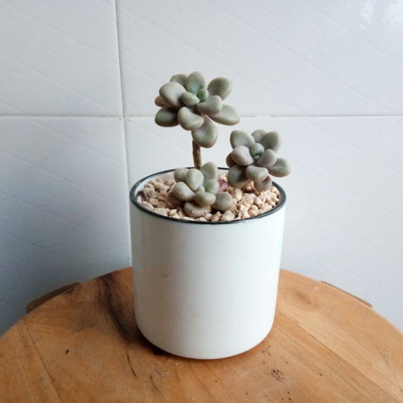 5元库存清仓打折处理蓝釉直圆直筒圆柱陶瓷多肉植物花盆景观盆