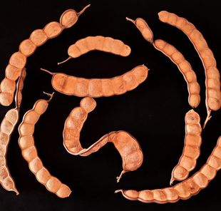 创意礼物摆件云南大豆荚过江龙榼藤子豆荚娃娃diy摆件收藏平安豆