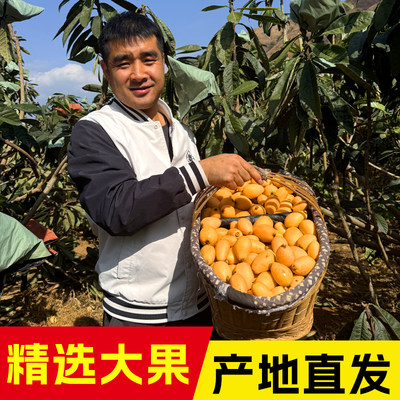 顺丰包邮四川高山枇杷高山种植