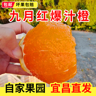 正宗湖北宜昌秭归九月红橙果冻橙10斤整箱当季新鲜水果甜橙子