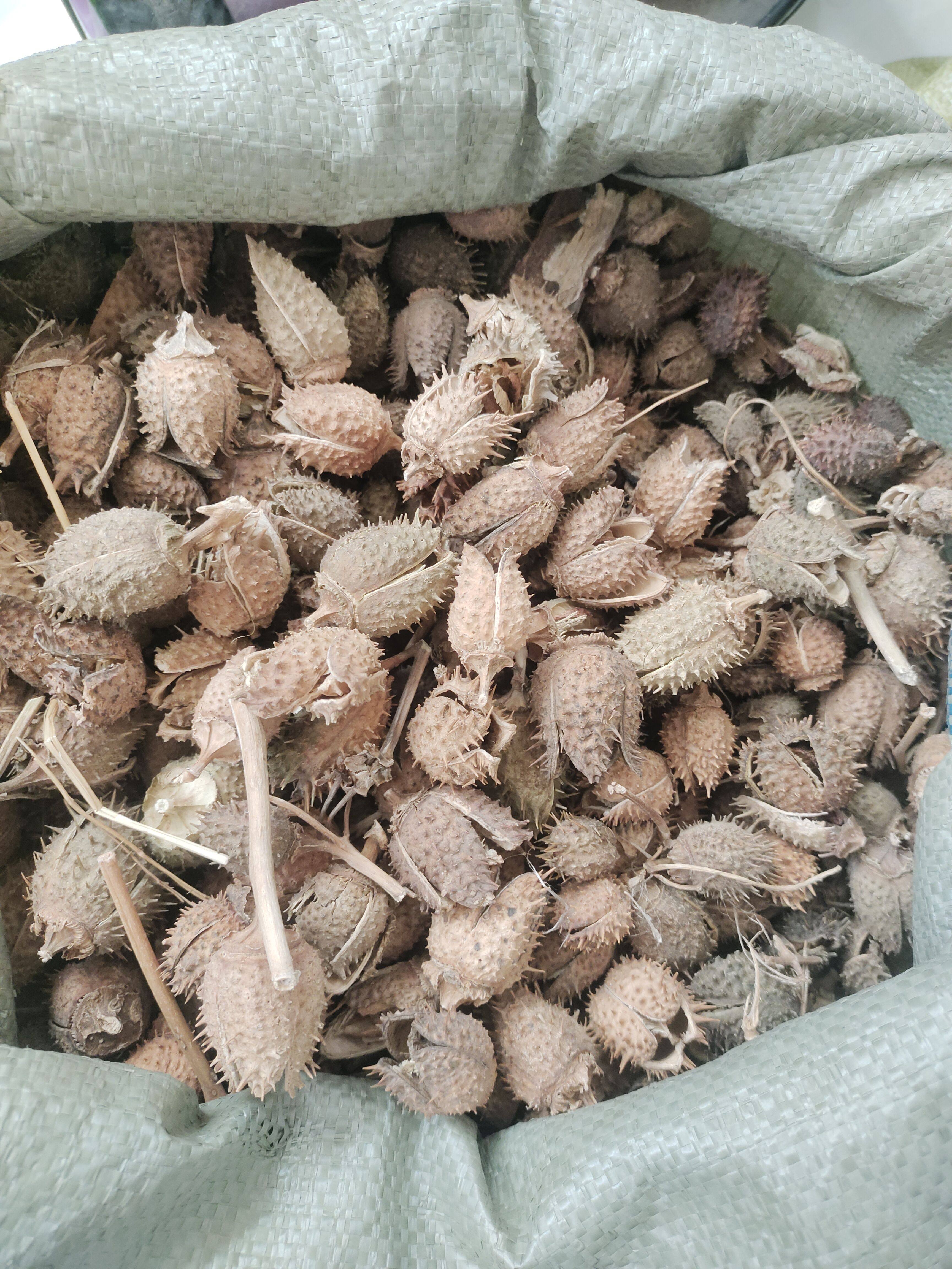 臭麻子野生中药材野茄子曼陀罗仙桃果臭的麻子外用壳和籽起500克