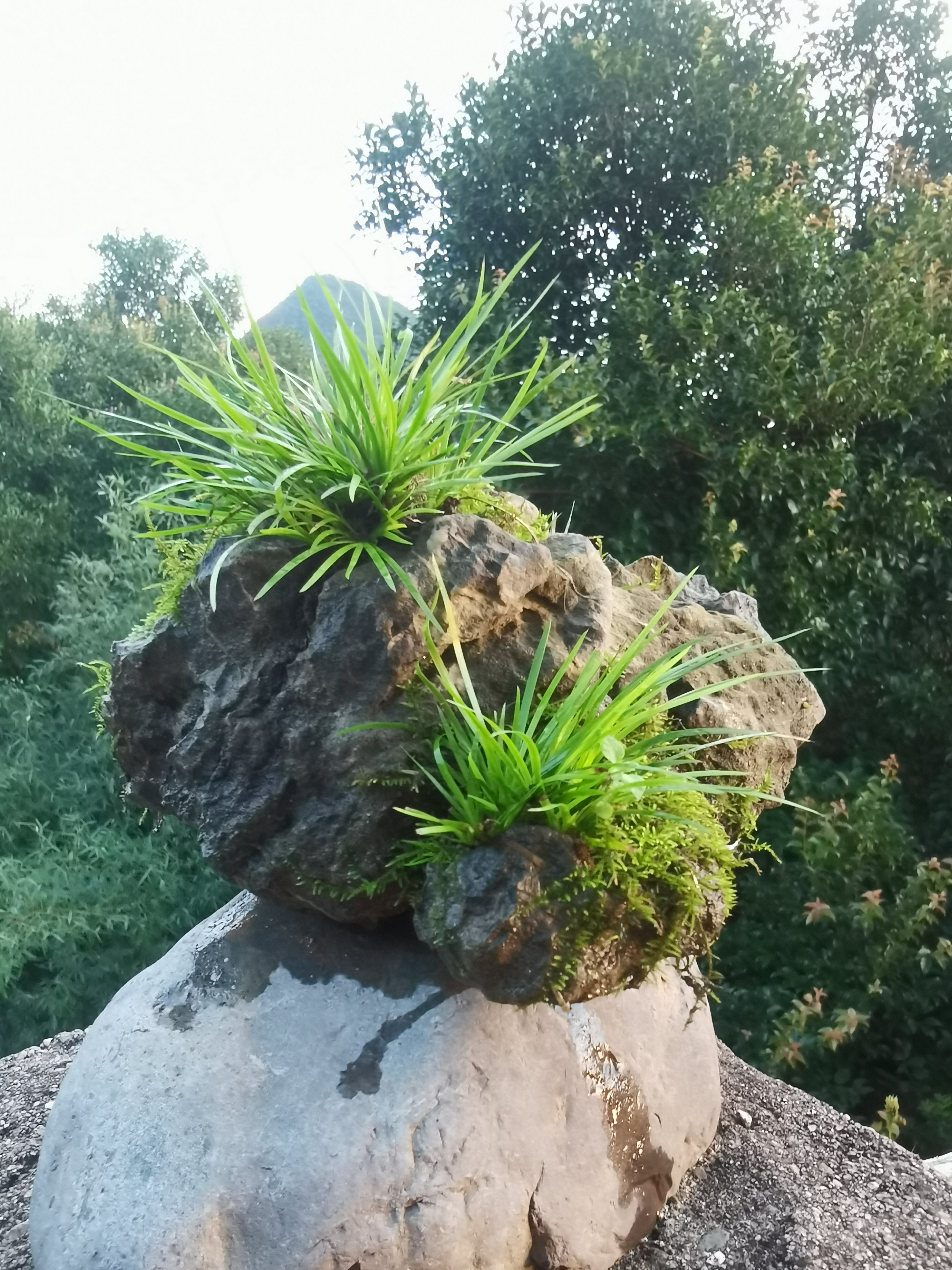附石菖蒲，天然石头古法附石，露养服盆，净化空气，室内绿植盆景