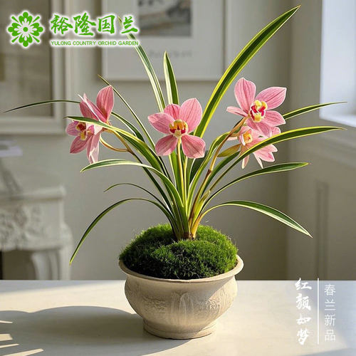 红颜如梦兰花苗建兰浓香型