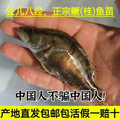 鳜鱼苗桂花鱼苗淡水养殖食用翘嘴鳜大眼鳜斑鳜鱼肉食活体鲈鱼鱼苗