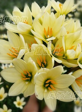 多年生耐旱夏天开花新手推荐耐晒
