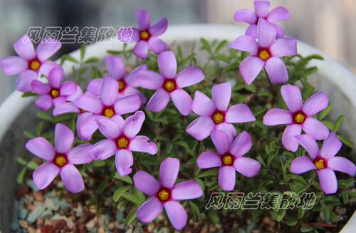 南非球根价格 南非球根图片 星期三