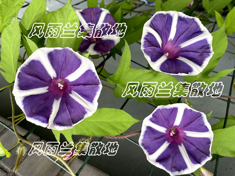 日系朝颜重瓣牵牛花阳台