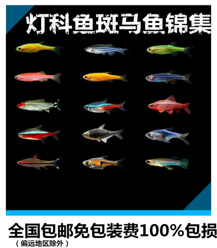 一眉道人鱼活体价格 一眉道人鱼活体图片 星期三