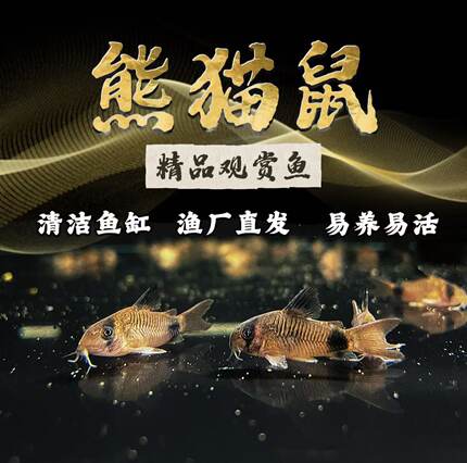 熊猫鼠老鼠鱼工具鱼底栖清洁鱼小型热带鱼活体清理线虫蛋白虫红