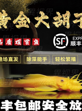 黄金胡子鱼大帆红蓝眼随机发24K清道夫除藻工具鱼小型淡水热带鱼