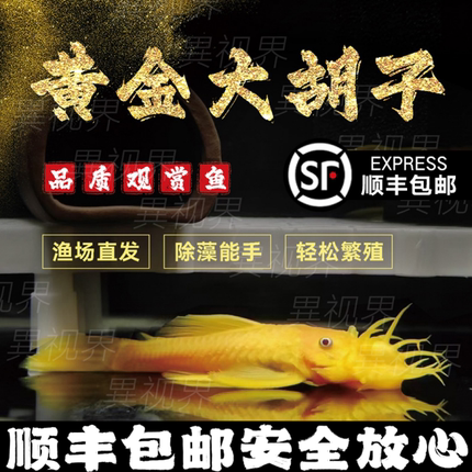 黄金胡子鱼大帆红蓝眼随机发24K清道夫除藻工具鱼小型淡水热带鱼