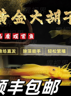 24K黄金大胡子大帆红眼蓝眼胡子鱼迷彩清道夫清缸草缸除藻工具鱼