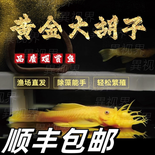 24K黄金大胡子大帆红眼蓝眼胡子鱼迷彩清道夫清缸草缸除藻工具鱼