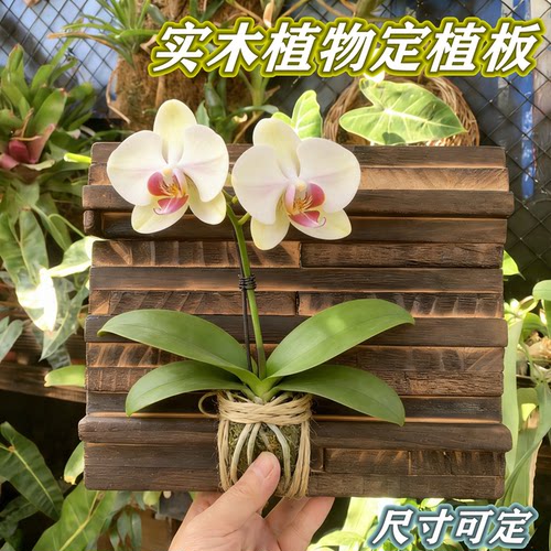 鹿角蕨热植板植物挂板