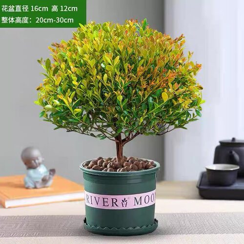 小叶赤楠老桩苗紫檀微景观水培办公室四季常青好养盆景绿植盆栽花