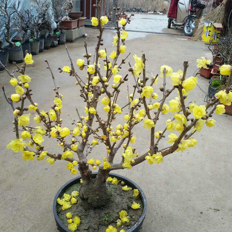 芳香四溢腊梅花好养易活耐寒开花