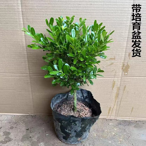 正宗雀舌正品瓜子黄杨千年矮树苗老桩阳台庭院耐寒耐旱四季常青花