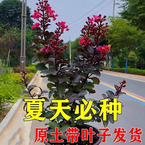 矮生紫薇樱桃摩卡盆栽阳台庭院户外矮生型花卉植物多年生花境植物