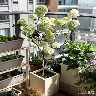 中华木绣球树苗大花斗球树苗庭院盆栽绿化风景大树丛林生木本绣球