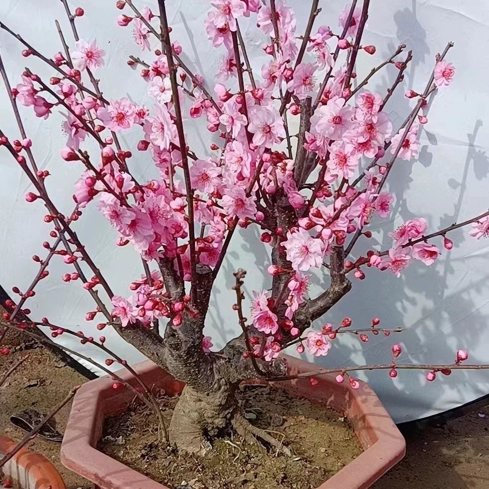 原生美人梅精品老桩盆栽盆景乌梅造型奇异梅花树桩四季种植好养花