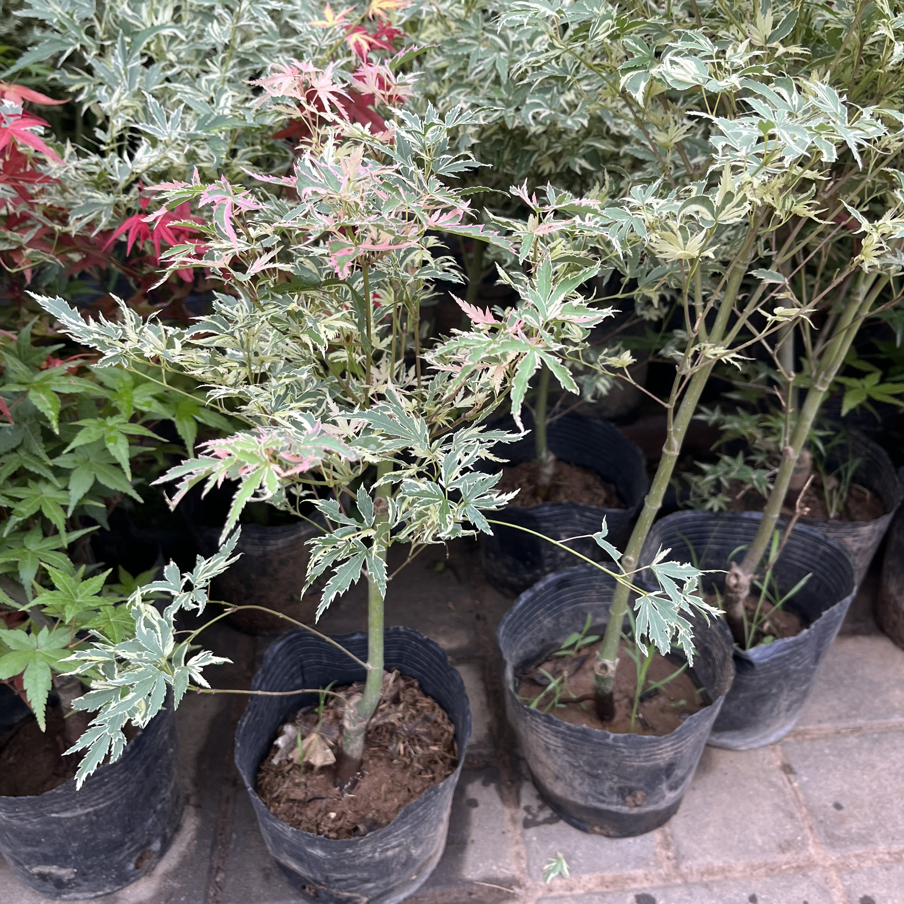 彩叶蝴蝶枫树苗 彩色枫树嫁接红枫树苗庭院盆景盆栽 五彩蝴蝶枫苗