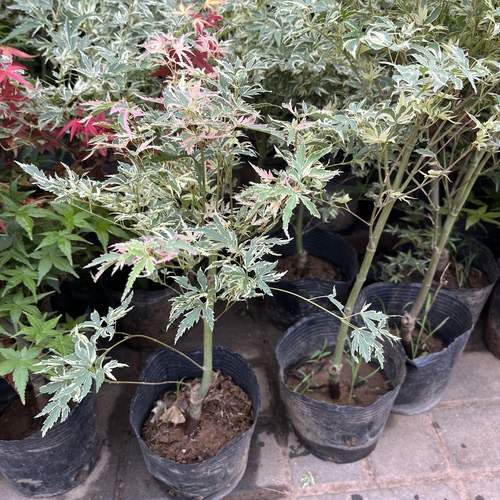 彩叶蝴蝶枫树苗 彩色枫树嫁接红枫树苗庭院盆景盆栽 五彩蝴蝶枫苗