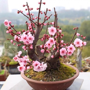 美人梅盆景花卉室内阳台梅花苗观花老桩植物四季红梅朱砂树桩盆栽