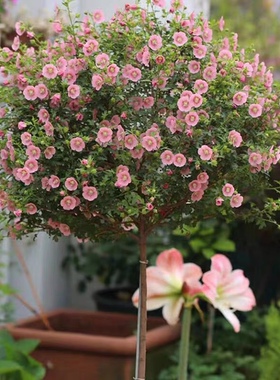 小木槿花盆栽花苗棒棒糖优雅女士多年生树苗庭院阳台好养植物花卉