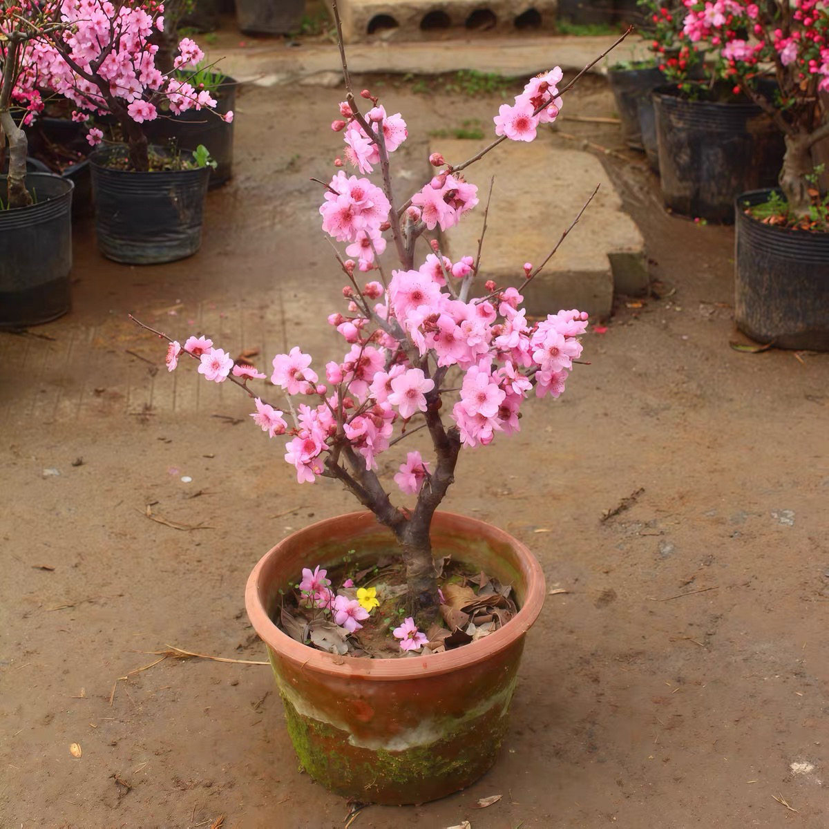 美人梅盆景花卉室内阳台梅花苗观花老桩植物春冬红梅朱砂树桩盆栽图片