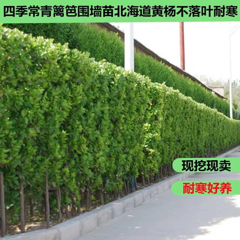 四季长青好养易活防护栏多年生