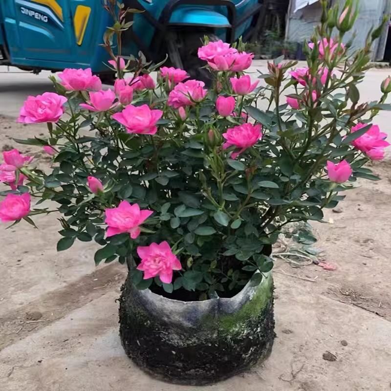 开花机器天河繁星月季花苗盆栽带花苞耐寒花卉绿植物室内好养多季
