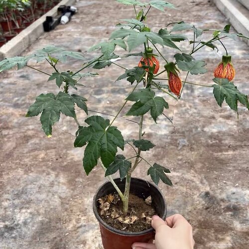 阳台花园垂吊花卉木本灯笼风铃花纹瓣悬铃金铃花倒挂金钟花好养花