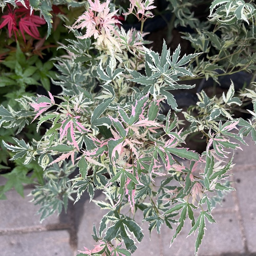 花叶蝴蝶枫蝴蝶锦树苗盆栽花园地栽枫树好养活花卉红叶彩叶植物