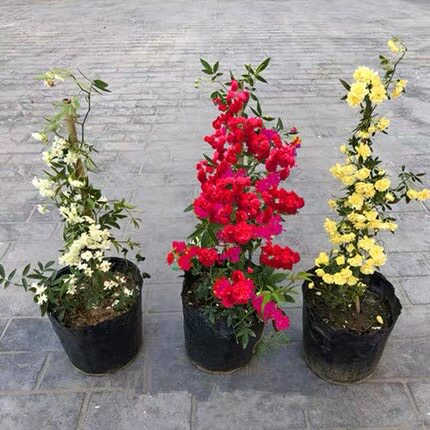黄木香花苗爬藤植物浓香四季红木